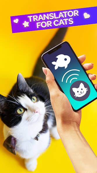 Download Cat Translator Simulator [MOD money] for Android